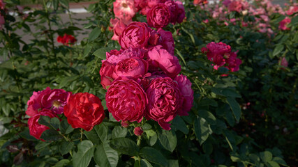 flowers in the summer garden