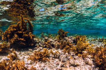 Underwater scene with seaweed and coral in ocean