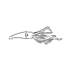 Squid. Vector isolated illustration. Ink. Hand drawn, squid vector sketch illustration