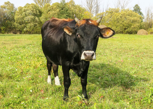 Black breeding bull on a green meadow. A shot of a spotted bull with a white head. Close-up of a cow in its natural habitat.