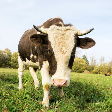 breeding bull on a green meadow. A shot of a spotted bull with a white head. Close-up of a cow in its natural habitat.