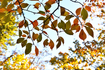 綺麗に色づいた公園の広葉樹の葉