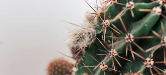 Cactus with buds in pot. Home plant growing. Natural floral banner. Close up.