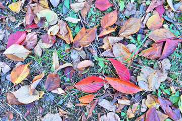 カラフルな晩秋の落ち葉