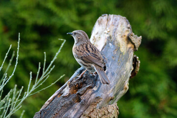 Heckenbraunelle (Prunella modularis)	