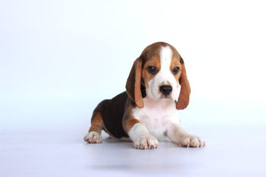 Cute dog on white background and looking forward. Picture have copy space for text or advertisement.