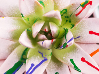 Painted succulent macro detail texture background. Echeveria