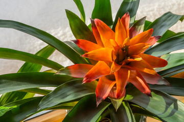 Bromelia