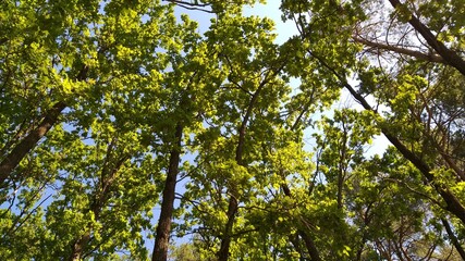 green leaves against blue sky
