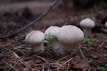 Lycoperdon perlatum, popularly known as the common puffball, warted puffball, gem-studded puffball, wolf farts or the devil's snuff-box