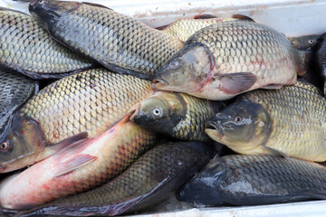 Fresh carp for sale for St. Nicholas Day. Carp fishes.