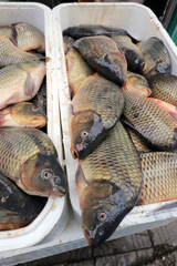 Fresh carp for sale for St. Nicholas Day. Carp fishes.