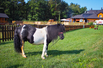 Fototapeta na wymiar One black and white pony grazes in a meadow near houses