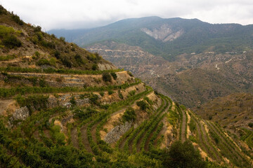 Fototapeta premium Steeply-terraced vineyards, Tsiakkas Winery, Peléndhri, Cyprus