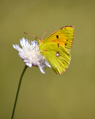 A bright yellow butterfly on a small white flower, with green foliage in soft focus at the background.