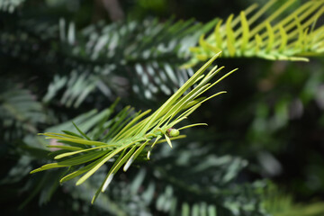 Wollemi pine