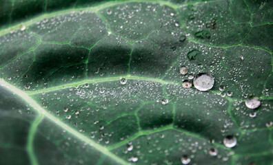 water drops on cabbage leaf