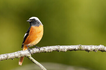 公園の愛嬌のあるジョウビタキ雄