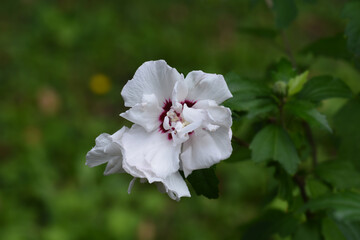 Obraz premium Rose Of Sharon Speciosus