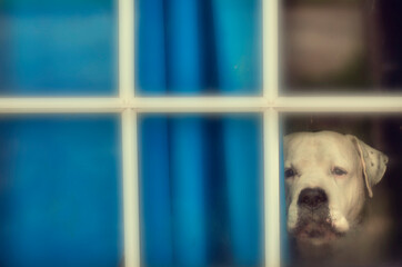 Dogo argentino asomado por la ventana