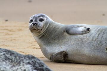 Fototapeta premium Grey Seal (Halichoerus grypus), also known as Gray, Atlantic and Horsehead Seal, ashore to breed and raise their new born pups in the autumn, seen here at Horsey in Norfolk, England.