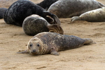 Grey Seal (Halichoerus grypus), also known as Gray, Atlantic and Horsehead Seal, ashore to breed and raise their new born pups in the autumn, seen here at Horsey in Norfolk, England.