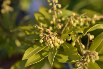 Japanese pieris Purity