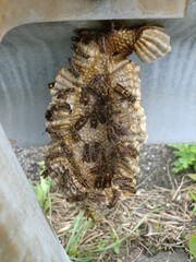 コアシナガバチの巣