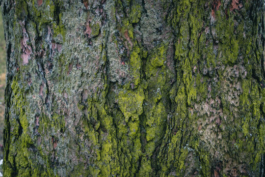 moss green on the bark of a tree on the north side texture