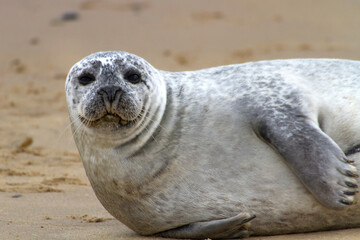 Fototapeta premium Grey Seal (Halichoerus grypus), also known as Gray, Atlantic and Horsehead Seal, ashore to breed and raise their new born pups in the autumn, seen here at Horsey in Norfolk, England.