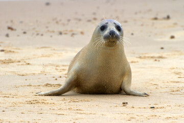 Grey Seal (Halichoerus grypus), also known as Gray, Atlantic and Horsehead Seal, ashore to breed and raise their new born pups in the autumn, seen here at Horsey in Norfolk, England.