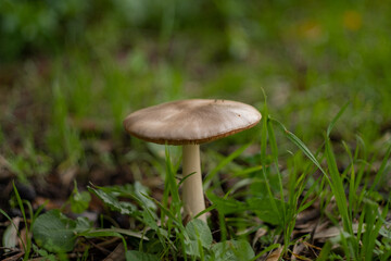 Mushroom