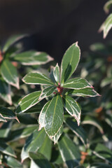 Japanese pieris Little Heath