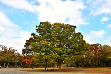 Naklejka premium 秋の景色が色濃くなった茅ヶ崎中央公園