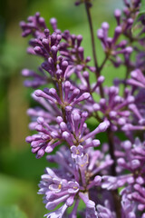 Lilac Minuet