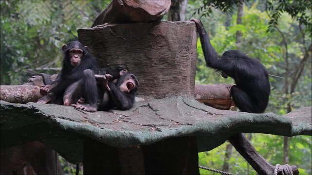 Some chimps are sleepy