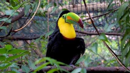 Toucan (Ramphastidae) sitting on a three branch in the bird sanctuary in Cartagena, Colombia