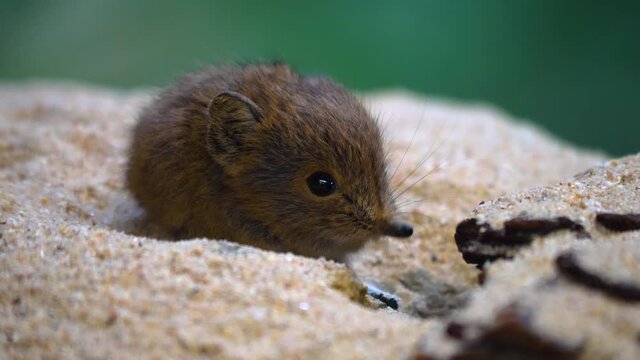 Close up of baby Elephant Mouse or elephant shrew or jumping mouse