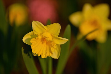 Gelbe Narzisse (Narcissus pseudonarcissus )	