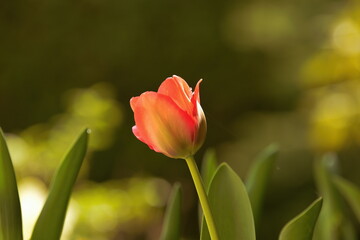 Naklejka premium Tulpe im Frühjahr 