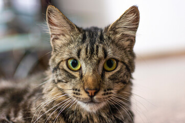Naklejka na ściany i meble Close-up portrait of a stray cat