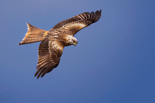 kite in flight,Red kite, Milvus milvus, bird of prey