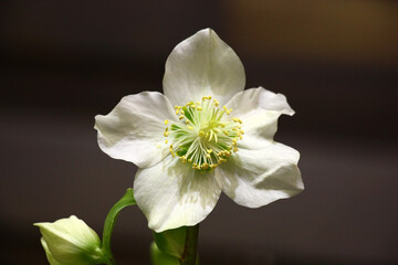 Single white flower of a helleborus at artificial lighting against a dark background.