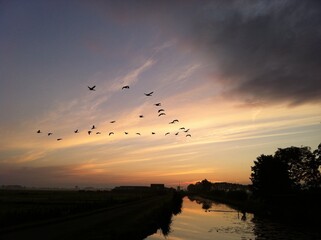 sunrise with birds