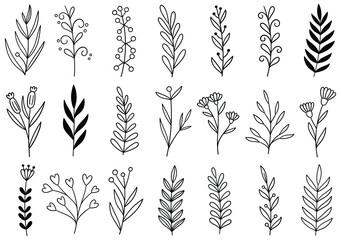 collection forest fern eucalyptus art foliage natural leaves herbs in line style. Decorative beauty elegant illustration for design hand drawn flower