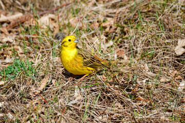 	
Goldammer Männchen im Frühjahr	
