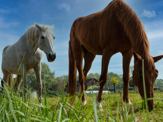 Obraz premium white and brown horses grazing in the grass with a blue sky background