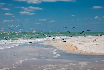 Sand beach with flying birds on the southern tip of Egmont Key State Park in the Gulf of Mexico on...