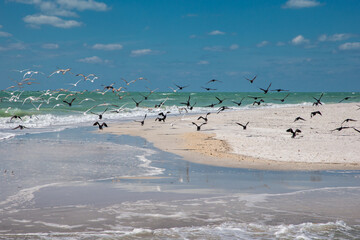 Sand beach with flying birds on the southern tip of Egmont Key State Park in the Gulf of Mexico on...