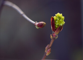 fresh spring buds  on maple tree branches in sunny day - close up, spring background, bright first flowers